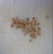 les grains de blés